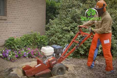 Steadfast Tree Care Fredericksburg