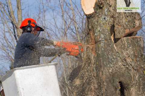 AAA - Tree Lopping Ipswich