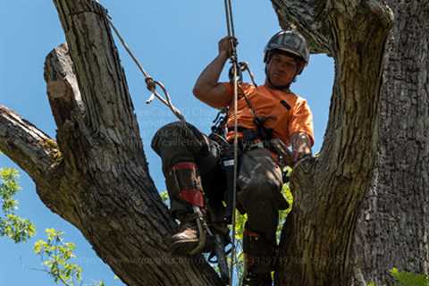 TreeCareHQ Launches Tree Care Services In Charlottesville, Virginia
