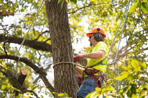 Genesis Tree Service Ashburn