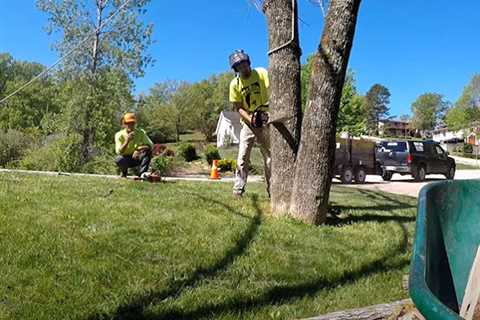 Genesis Tree Service Ashburn