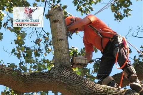 Cairns Tree Lopping Pros