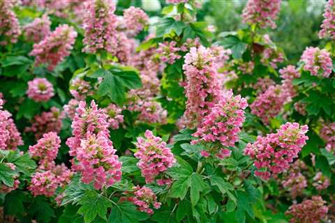 Hydrangea Not Blooming? Here’s What to Do