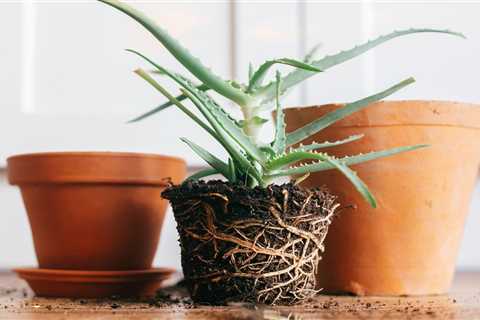 When and How To Repot a Plant