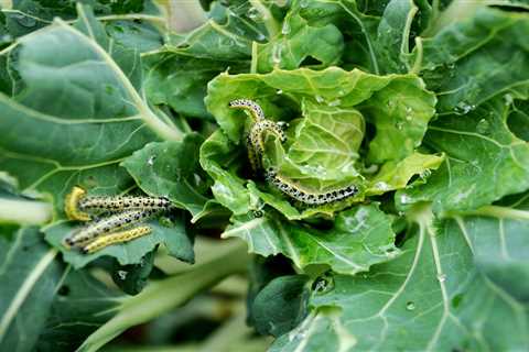 Homeowner's Guide To Garden Pest Control