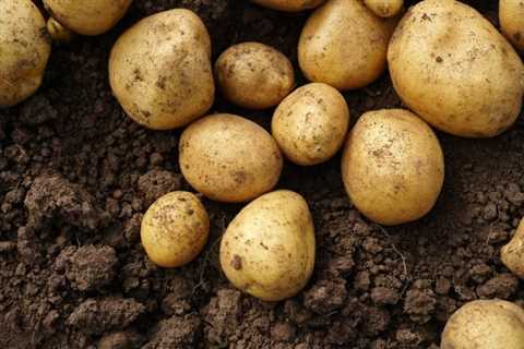 How To Grow Potatoes