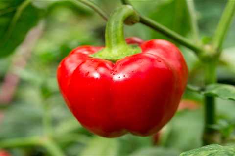 How To Grow Bell Peppers