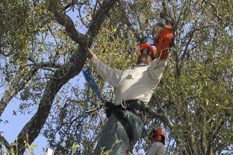 In what month should trees be pruned?