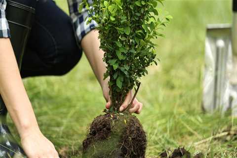 How do you get a tree out of the ground and replant it somewhere else?