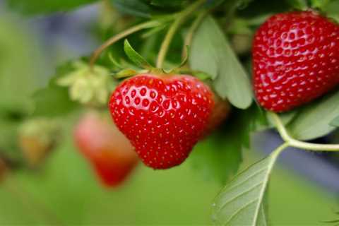 How To Grow Strawberries