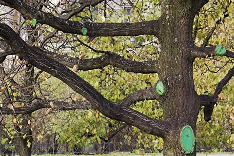 Do you sit down or are you cutting down a tree?