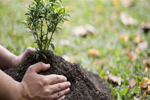 How far should a tree be away from house?