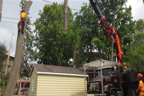 Crane removal of tree?