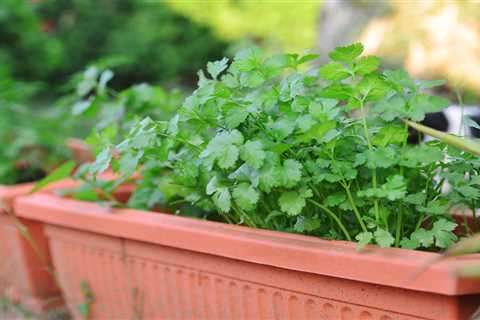 How To Grow Cilantro