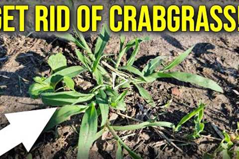 Early Summer Crabgrass Control