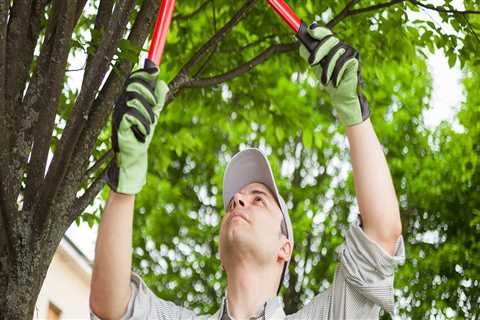 What is difference between trimming and pruning?