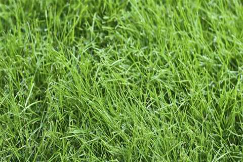Which type of grass is best for lawn?