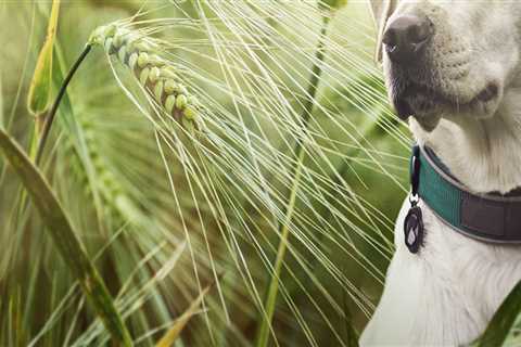 What grass seed is safe for dogs?