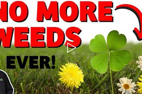 How to kill weeds in your lawn - clover, daisy, dandelions / WEED FREE LAWN the EASY way