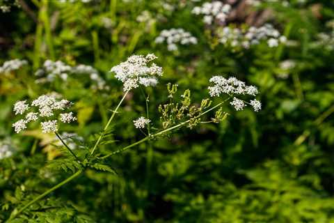 Why Is Poison Hemlock So Dangerous?