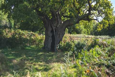 What are the three things trees need to survive?