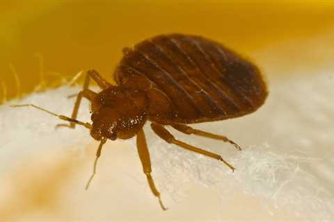 Anona Bed Bug Treatment - Bedbug Exterminators 24 Hr Residential