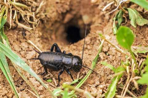 Are Crickets Friendly or Harmful?