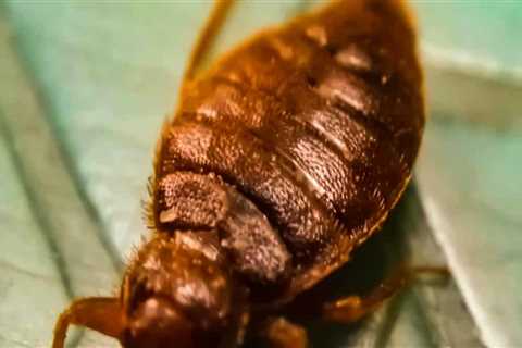 How long after treatment do bed bugs disappear?