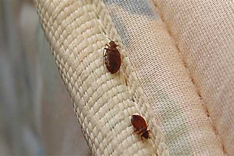 What keeps bed bugs away at night?