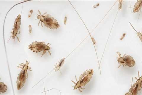 Will bed bug spray kill lice?