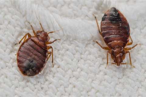 What does a bed bug treatment consist of?