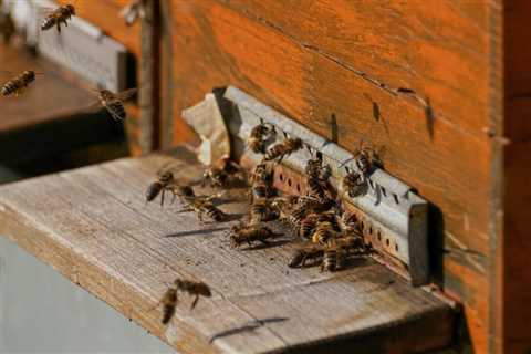 What To Do If You See Bees In Your Home