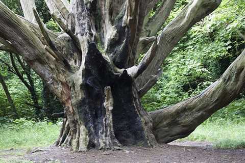 Clay Hill Tree Surgeons Residential & Commercial Tree Services