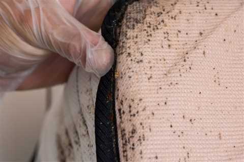 Finding If You Have A Bed Bug Problem