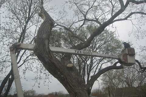 Tree Surgeon in Catbrain Commercial And Residential Tree Removal And Trimming Services