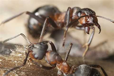 Pest Control Tree Tops North