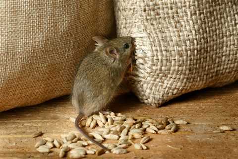 Get Rid Of Rodents For Good