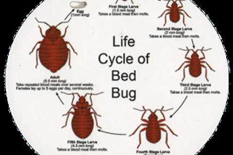 Bed Bug Prevention