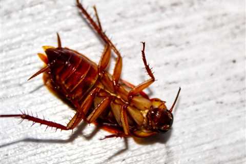 Are Roaches A Lot More Active in the Summer?