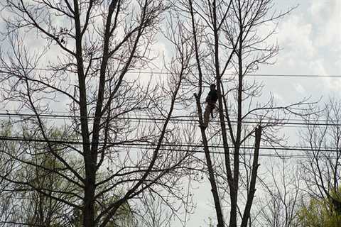 Hounsley Batch Tree Surgeons Tree Dismantling Removal & Felling across Hounsley Batch