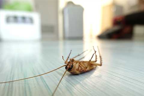 Cockroach Exterminator