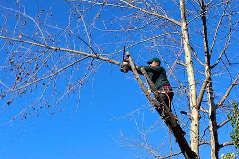 North Weston Tree Surgeons Commercial & Residential Tree Trimming & Removal Services