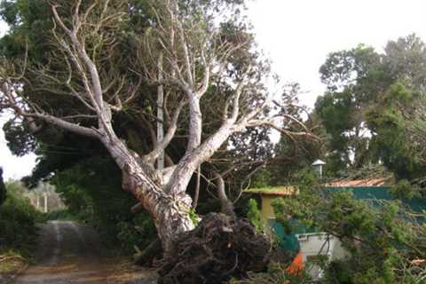 Tree Surgeon in Little Ashley 24-Hr Emergency Tree Services Felling Dismantling And Removal