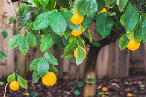 What To Know About Growing Meyer Lemon Trees