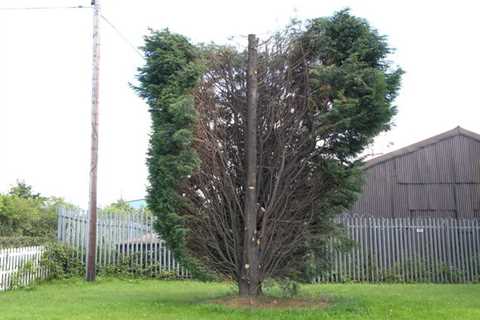 Tree Surgeon Hardwick