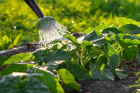 10 Tips for How To Water Plants