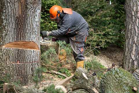 Arborist Ipswich