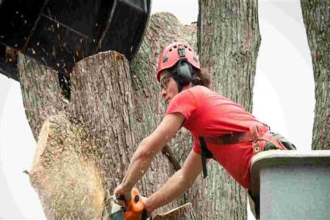 What tree service?