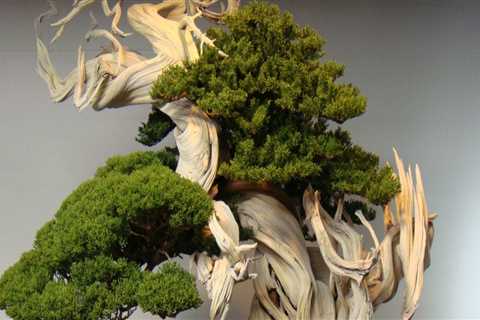 Can outdoor bonsai live indoors?