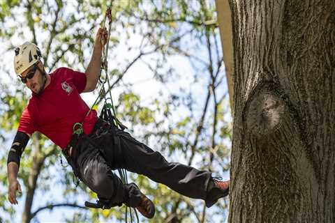 Is climbing arborist a good career?